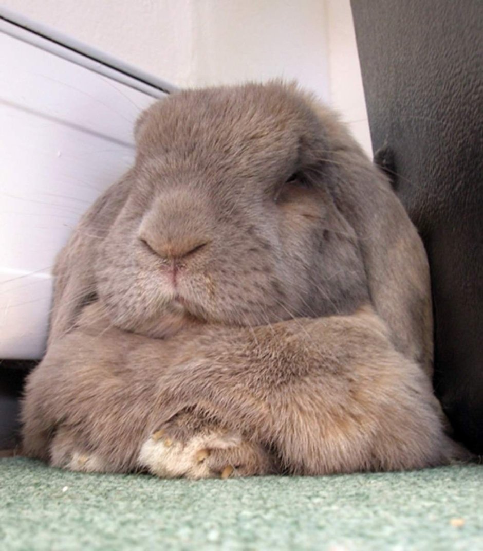 Сериал отбросы заяц