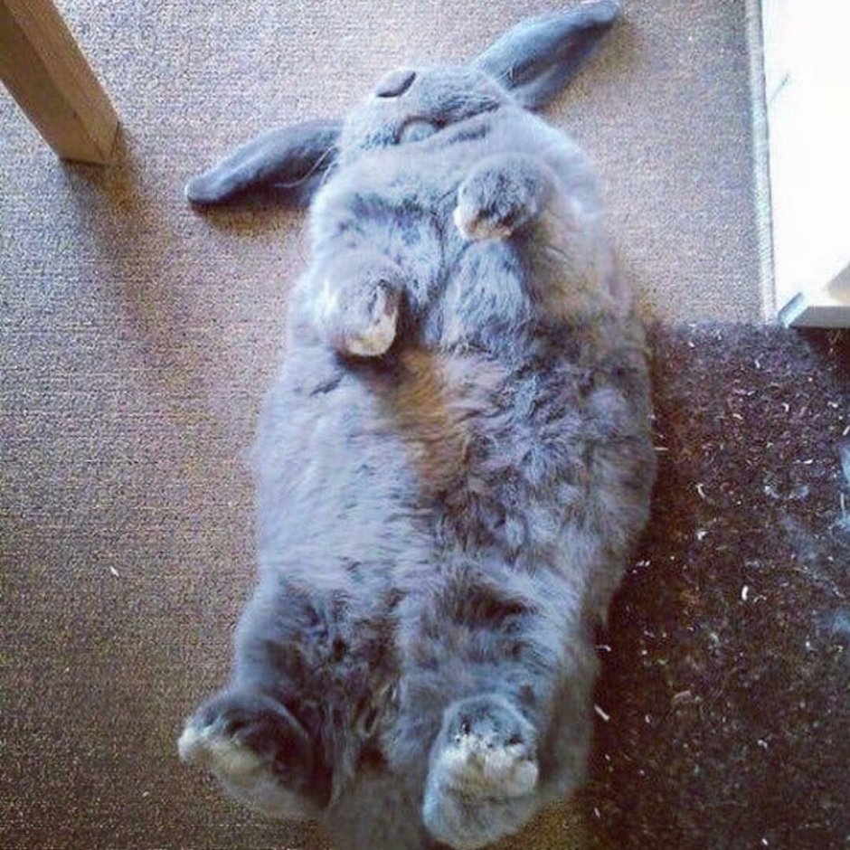 Костюм зайца