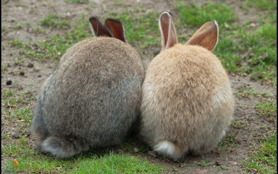 Улыбка зайца