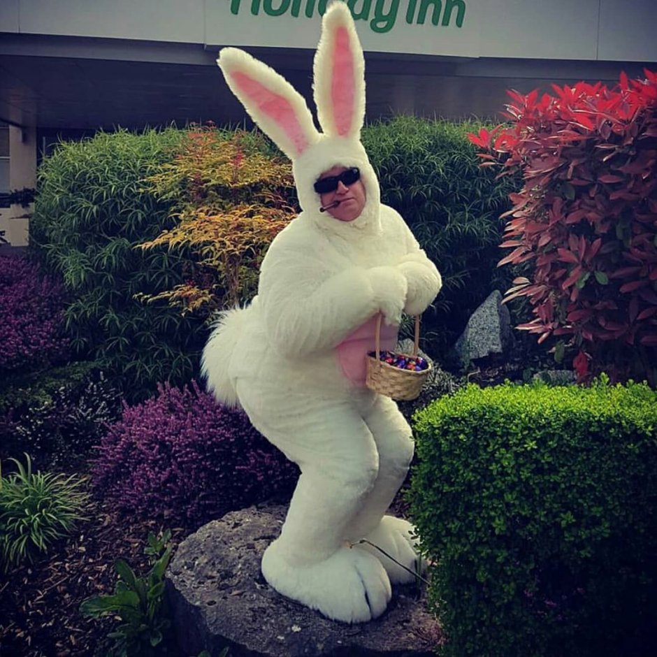 Обкуренный заяц