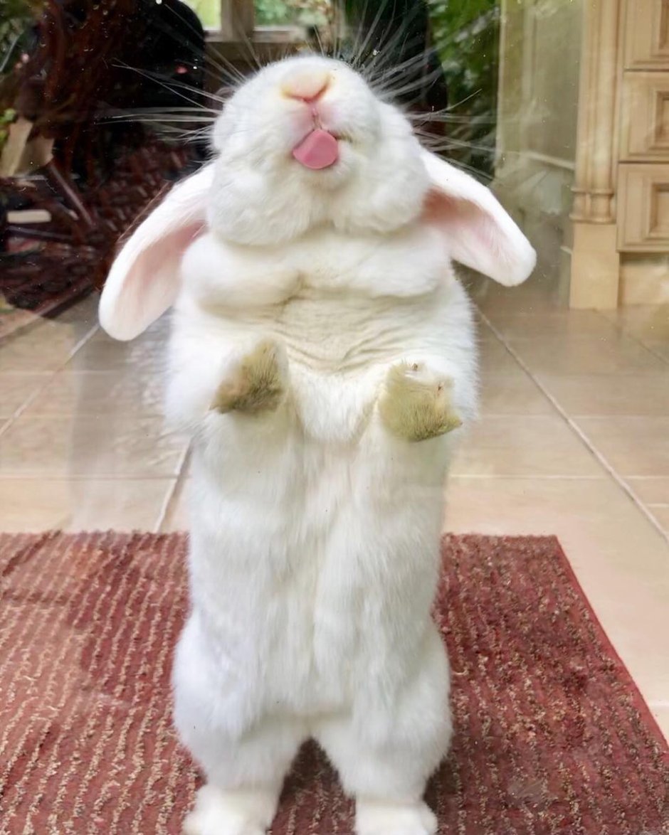 Кричащий кролик