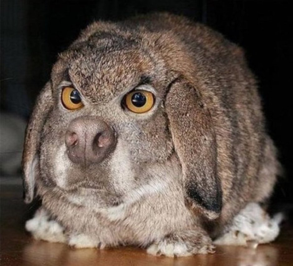 Сердитый зайчик