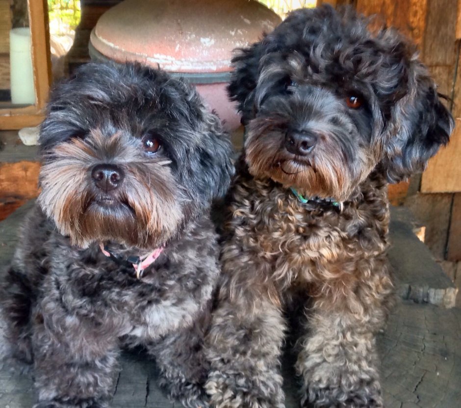 Метис Йорка и пуделя