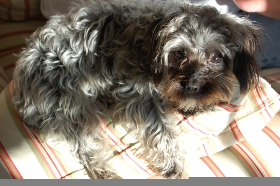 Йоркипу порода