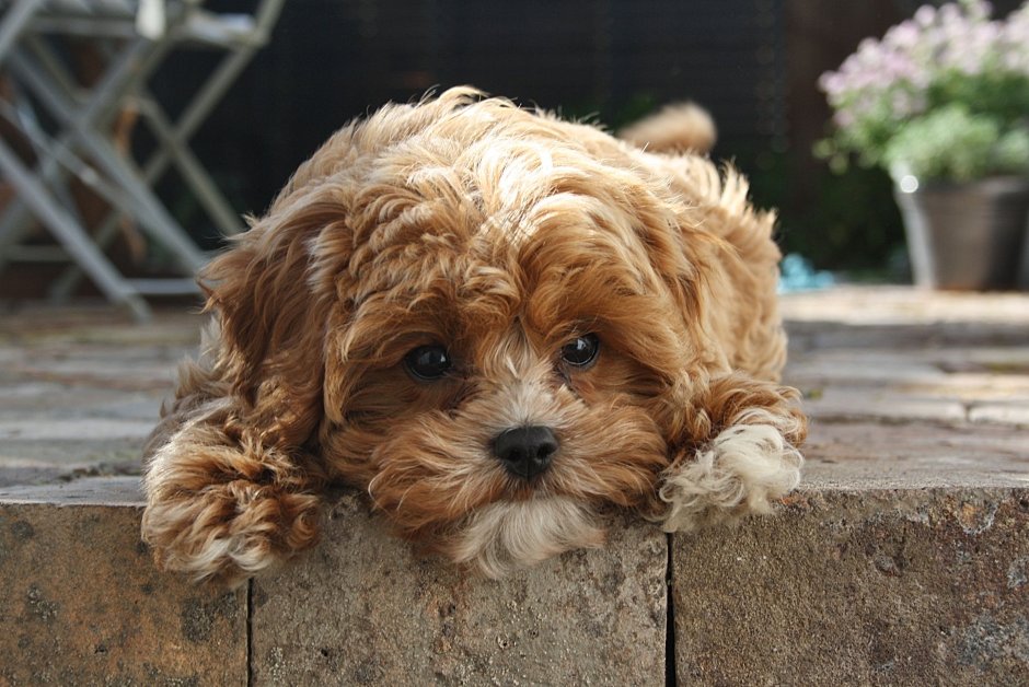 Кавапу порода