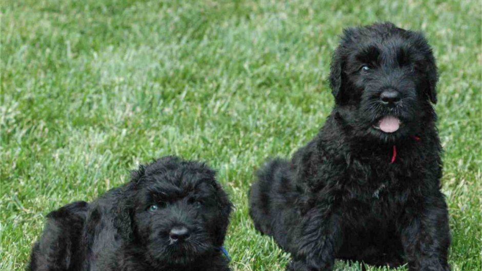 Русский черный терьер