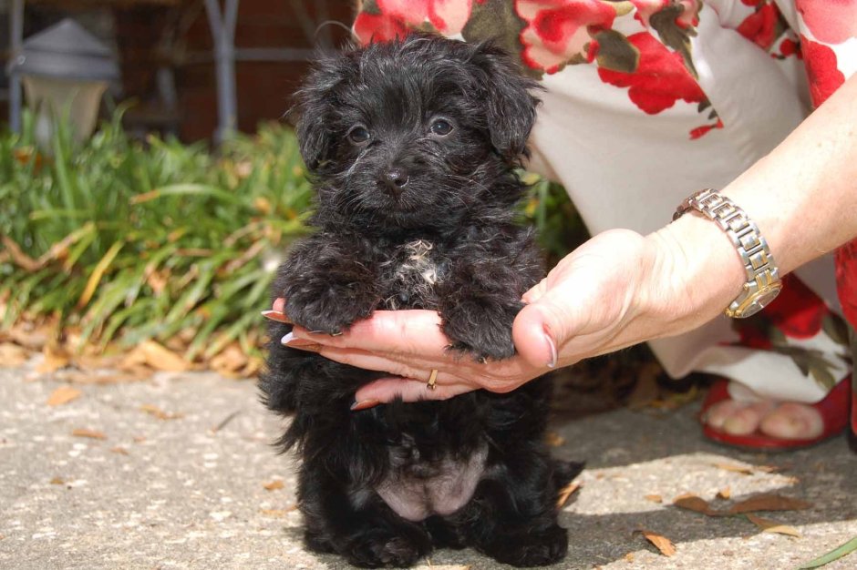 Хаванез терьер