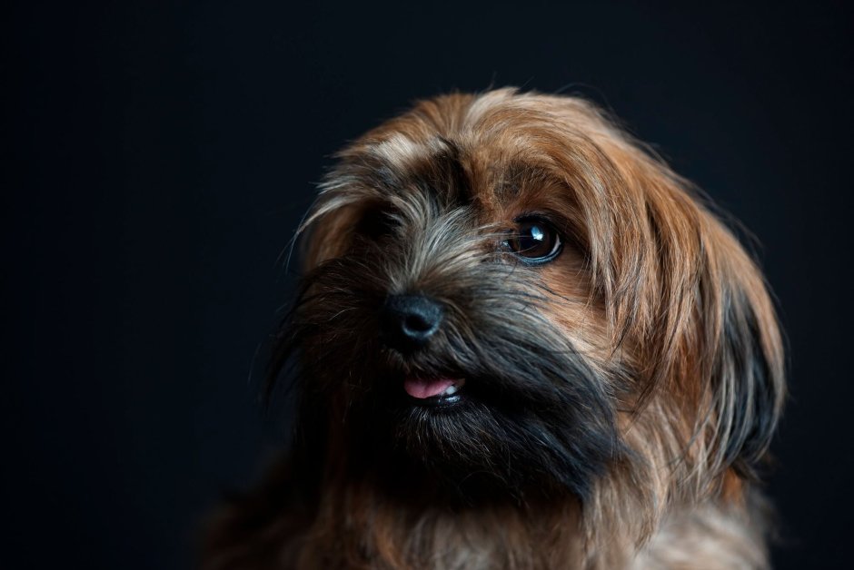 Йоркипу щенок