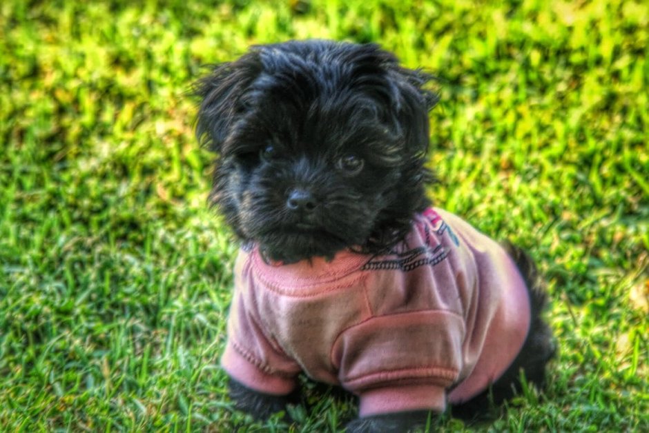 Смешанный щенок йоркширского терьера