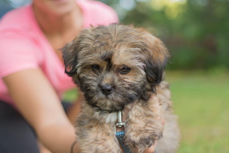 Йоркширский терьер