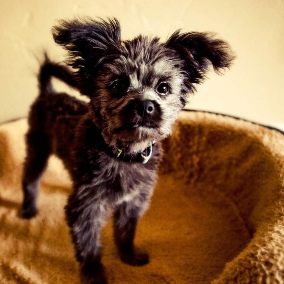 Йоркширский терьер гипоаллергенная собака