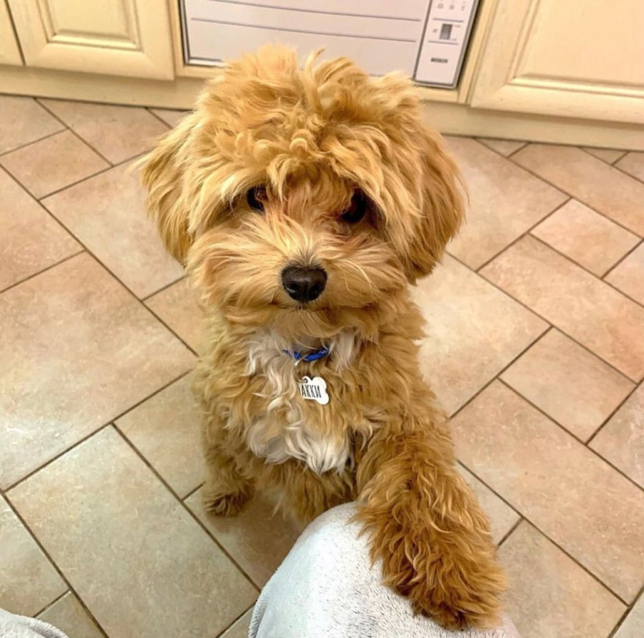 Йоркипу порода