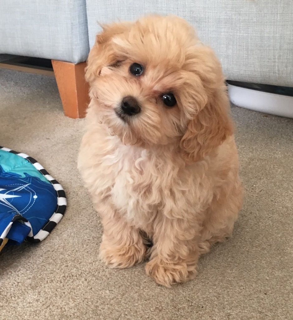 Бершидский терьер