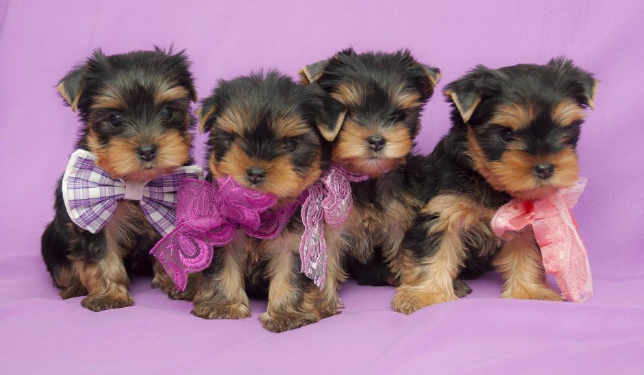 Пудель мальтипу чёрный