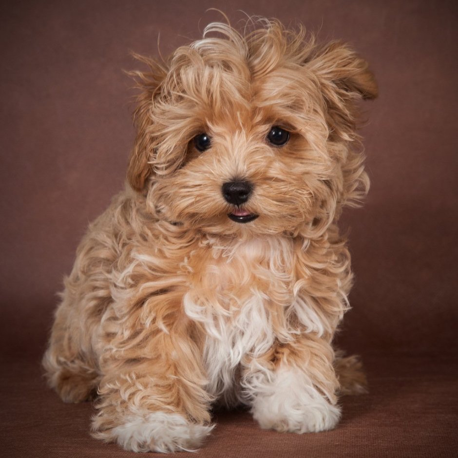 Йоркширский пудель