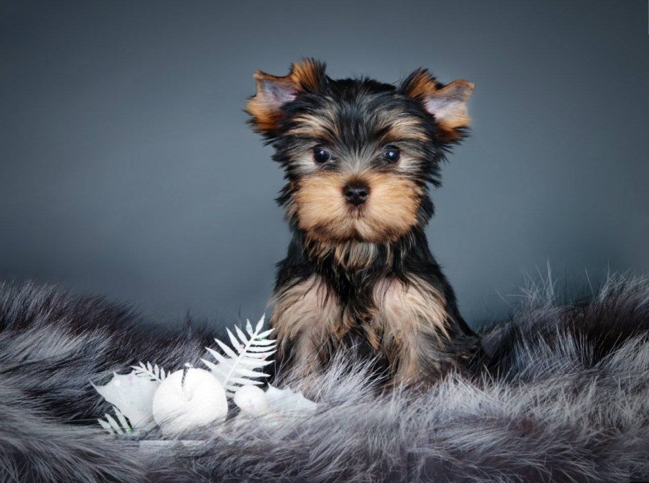 Ешкорский терьер