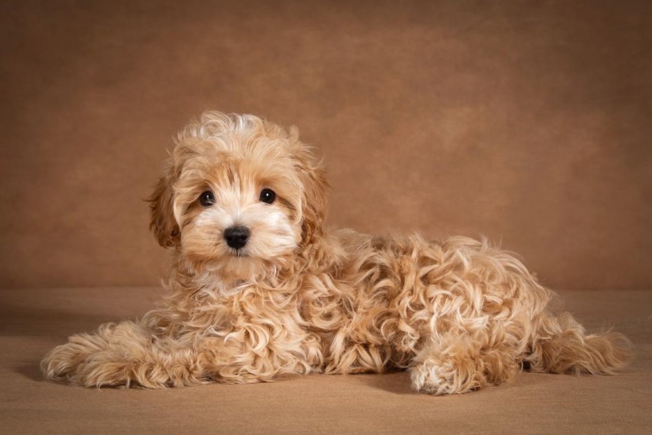 Той пудель мальтипу