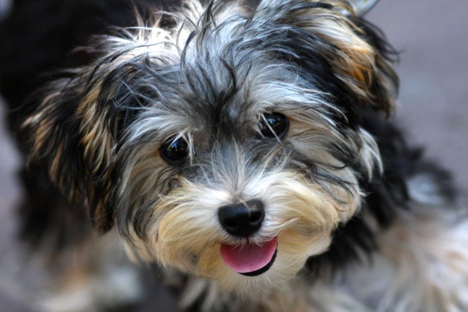 Нина Насибова Петербургская Орхидея