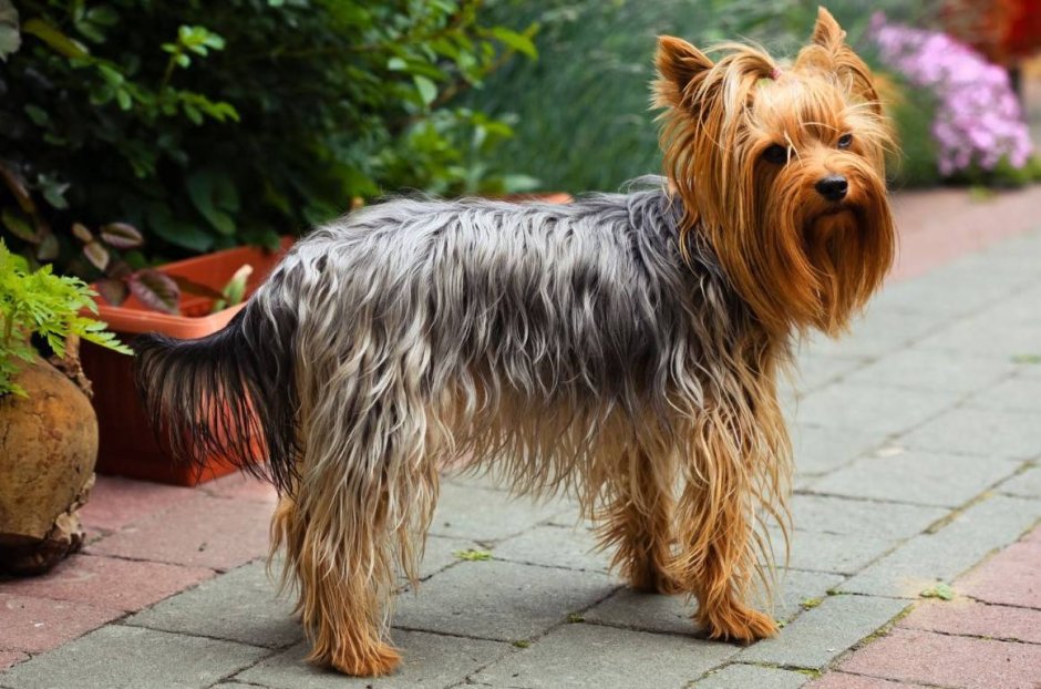 Мальтипу спаниель