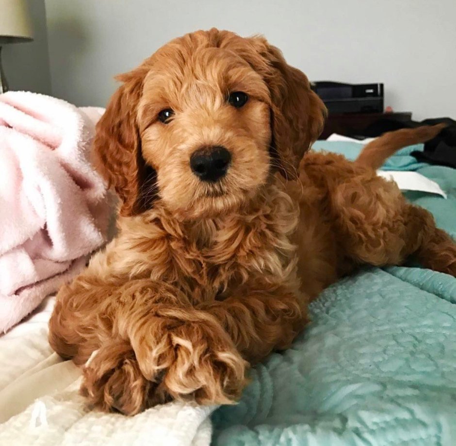 Мальтипу абрикосовый