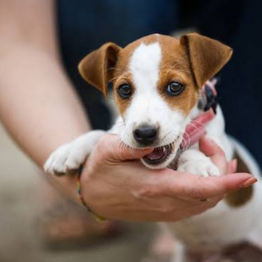 Лысый Джек Рассел