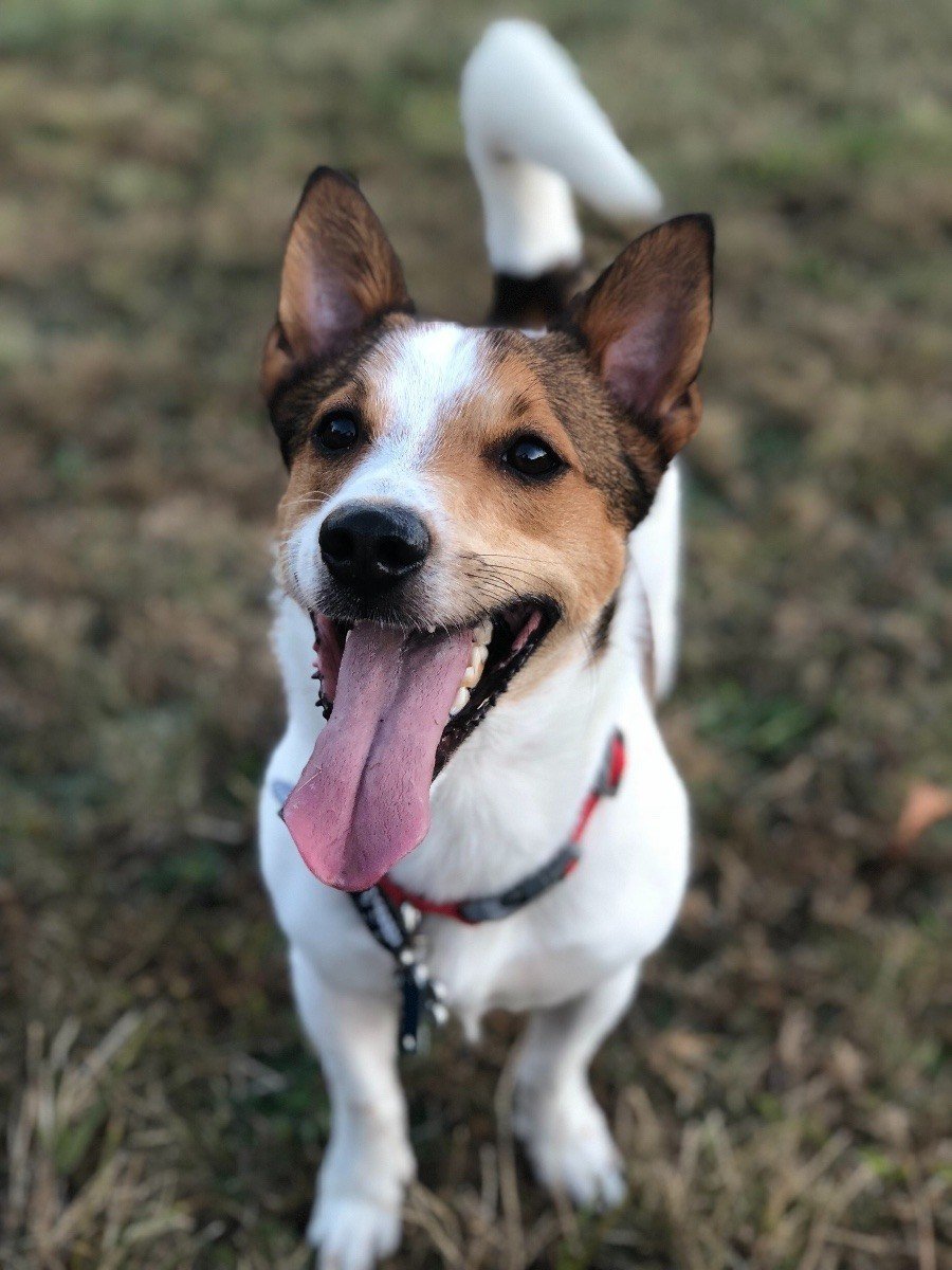 Парсон Ларсен терьер