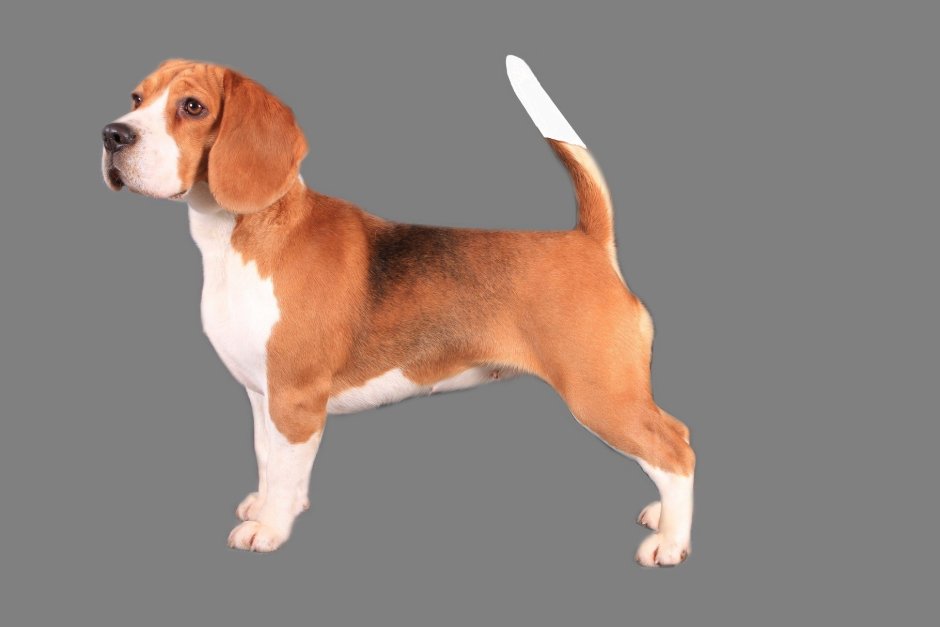 Бигль терьер