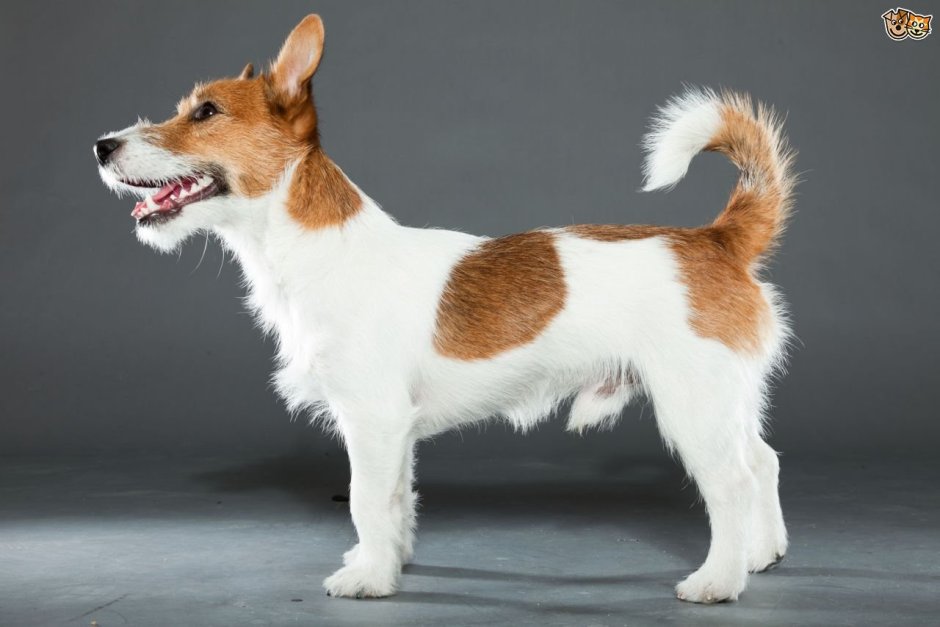 Парсон-Рассел-терьер со стоячими ушами