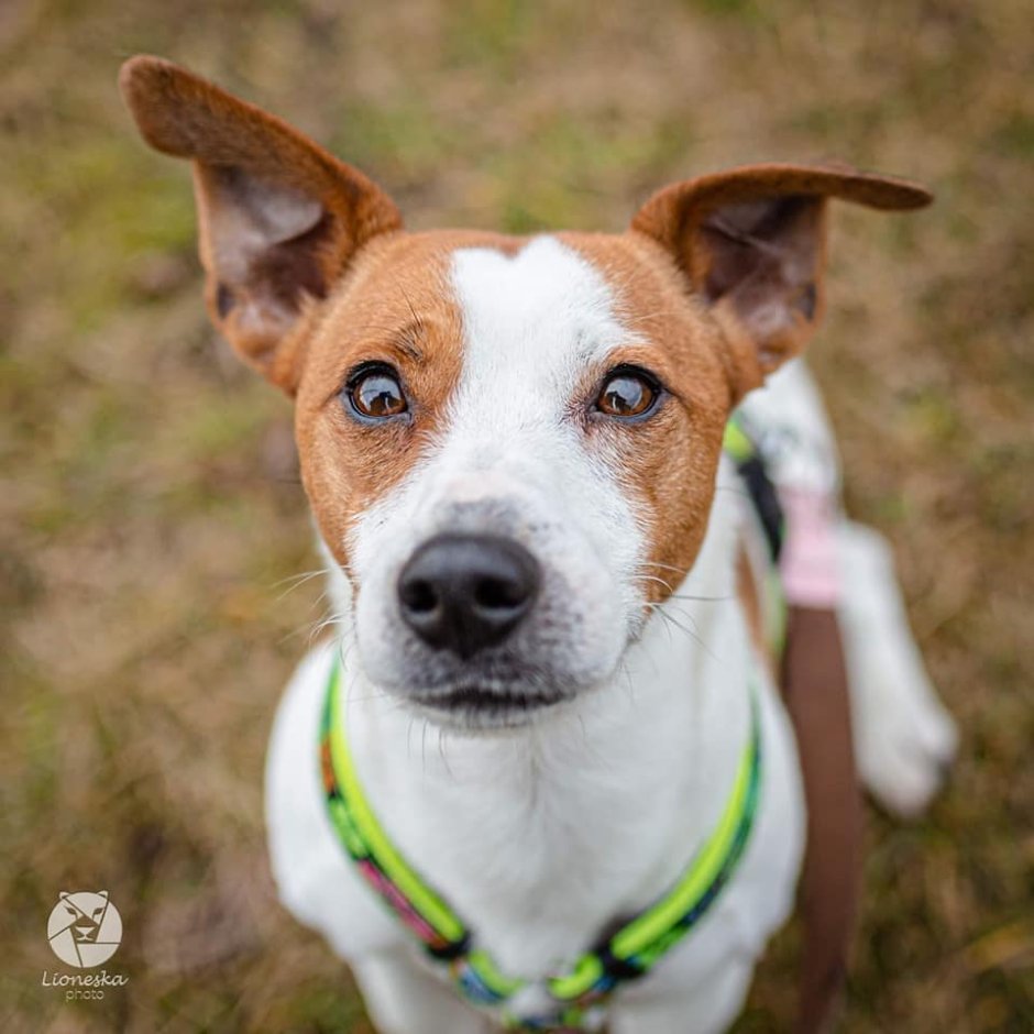 Метис Джек Рассела