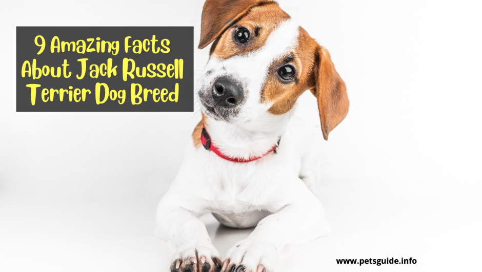 Джек-Рассел-терьер фото