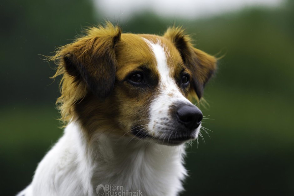 Джек Рассел щенок