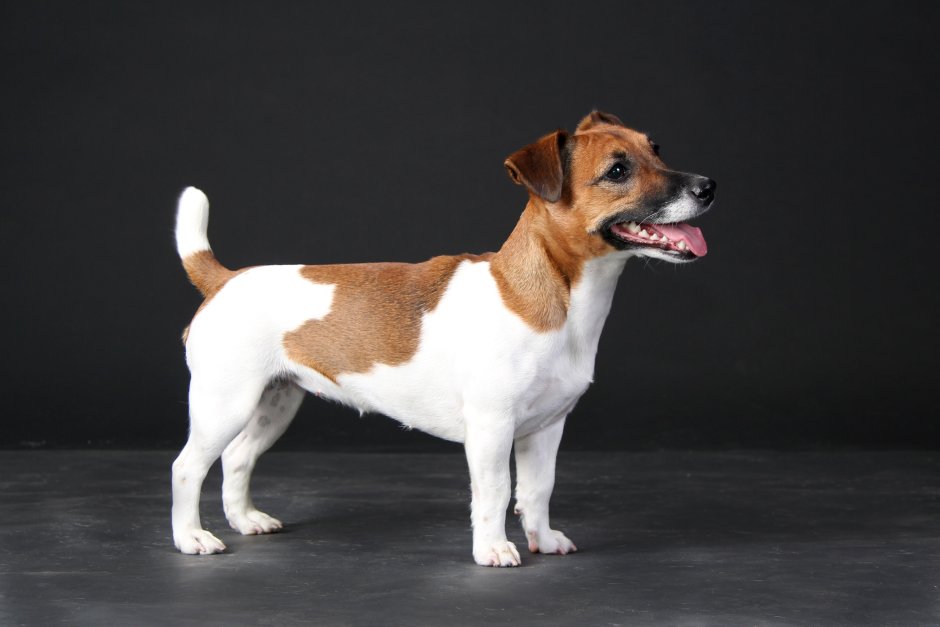 Фото красивых Джек Рассел и их прелести