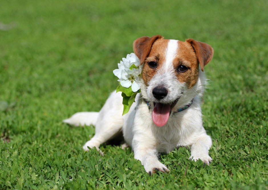 Собаки с большими ушами стоячими