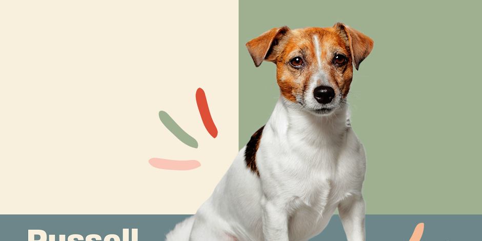 Пинаколада питомник Джек Рассел терьер