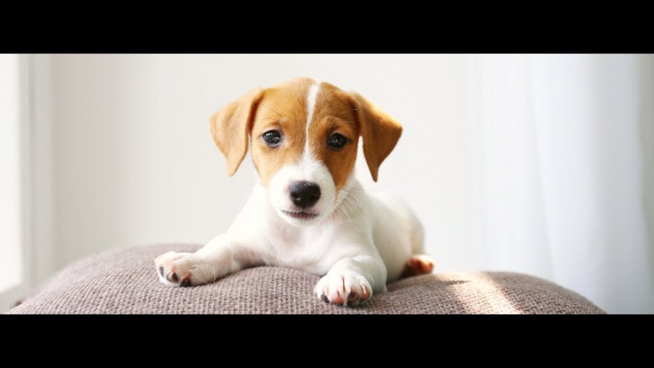 Jack Russell Terrier