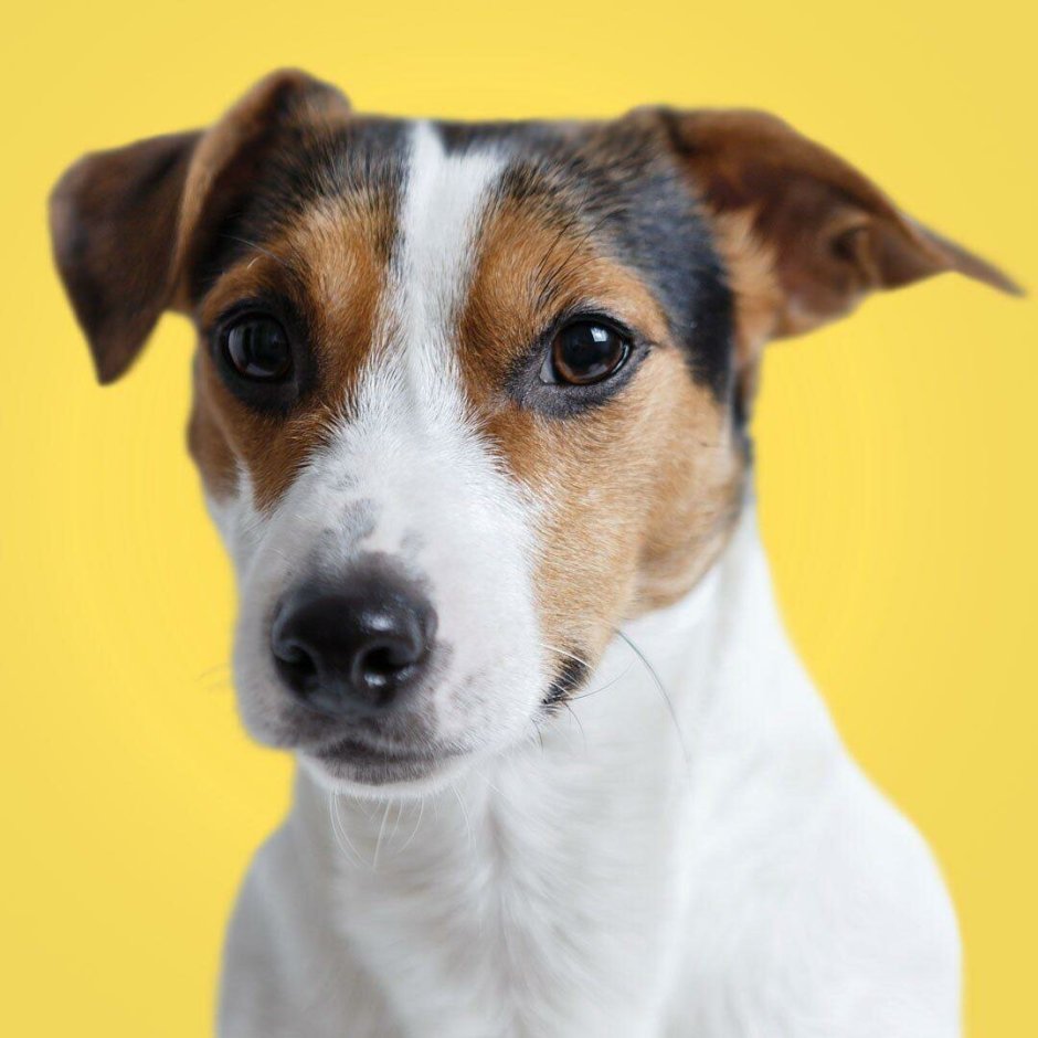 Брокен Джек Рассел со стоячими ушами