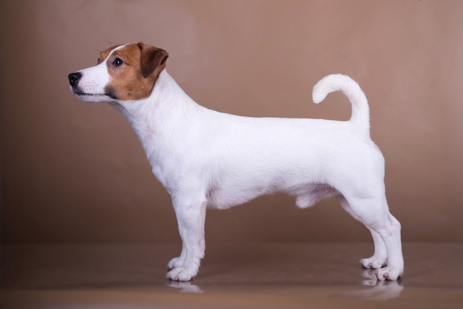 Джек-Рассел-терьер жесткошерстный