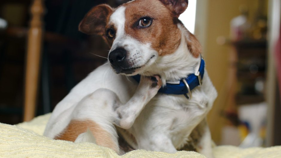 Порода Джек Рассел терьер