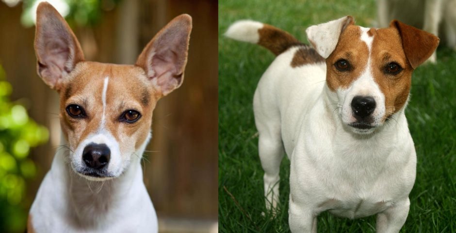 Джек Рассел слушает музыку