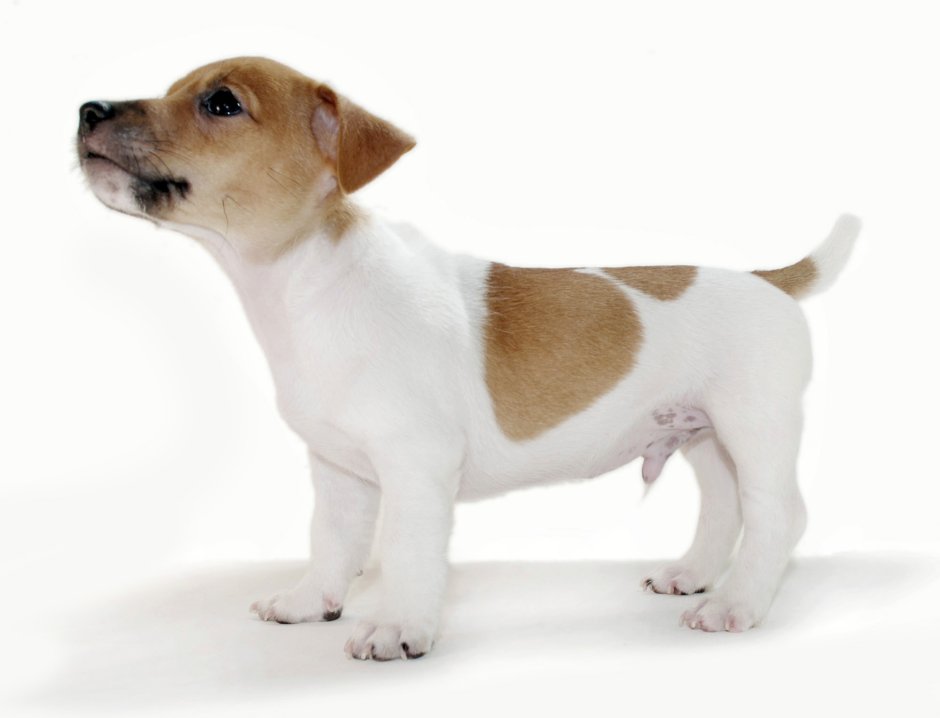 Джек Рассел терьер с большими ушами