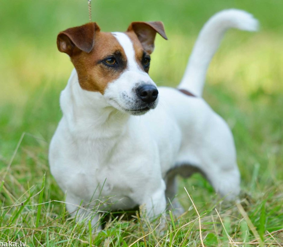 Парсон Рассел терьер гладкошерстный