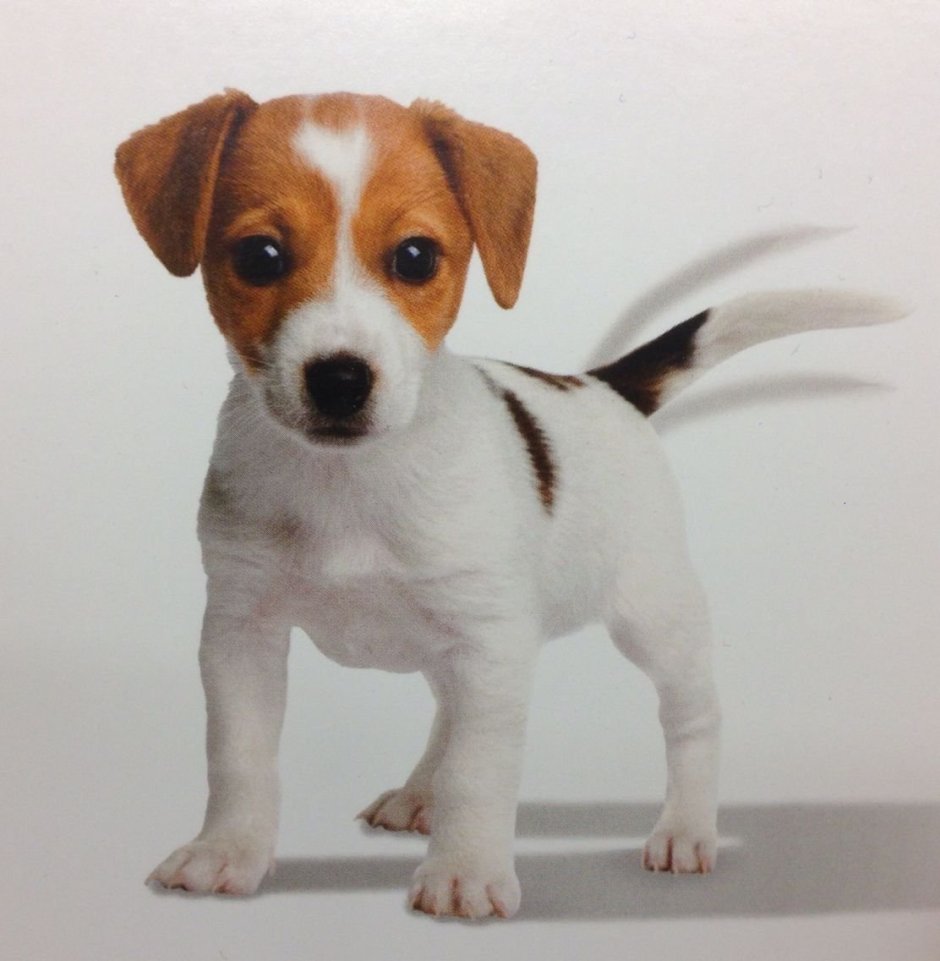 Джек-Рассел-терьер дрессировка