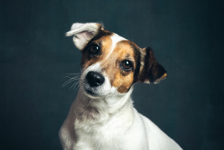 Гладкошёрстный Фокстерьер терьеры