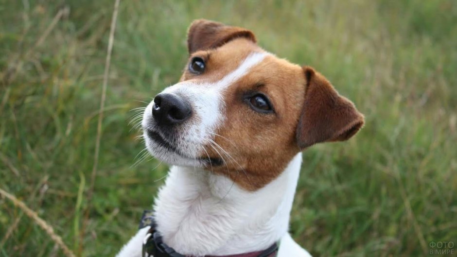 Джек Рассел пинчер
