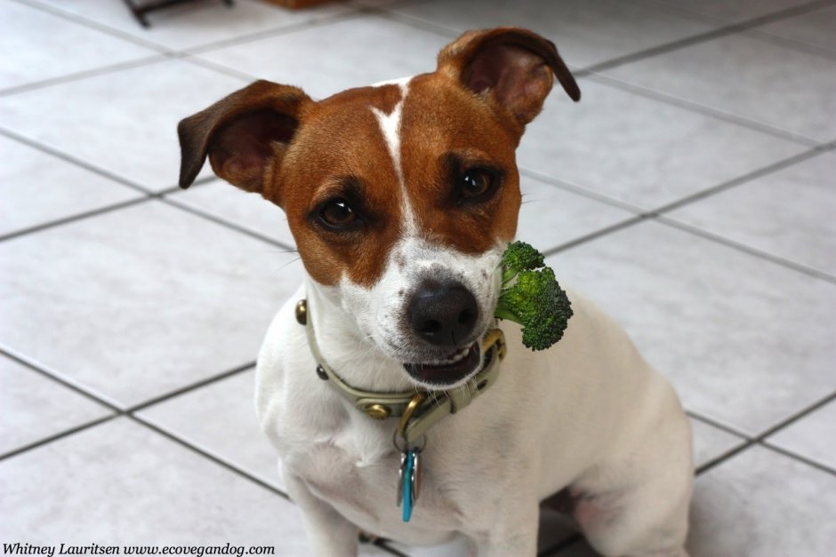 Майло Джек Рассел