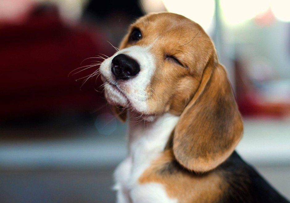 Собака Джек Рассел терьер