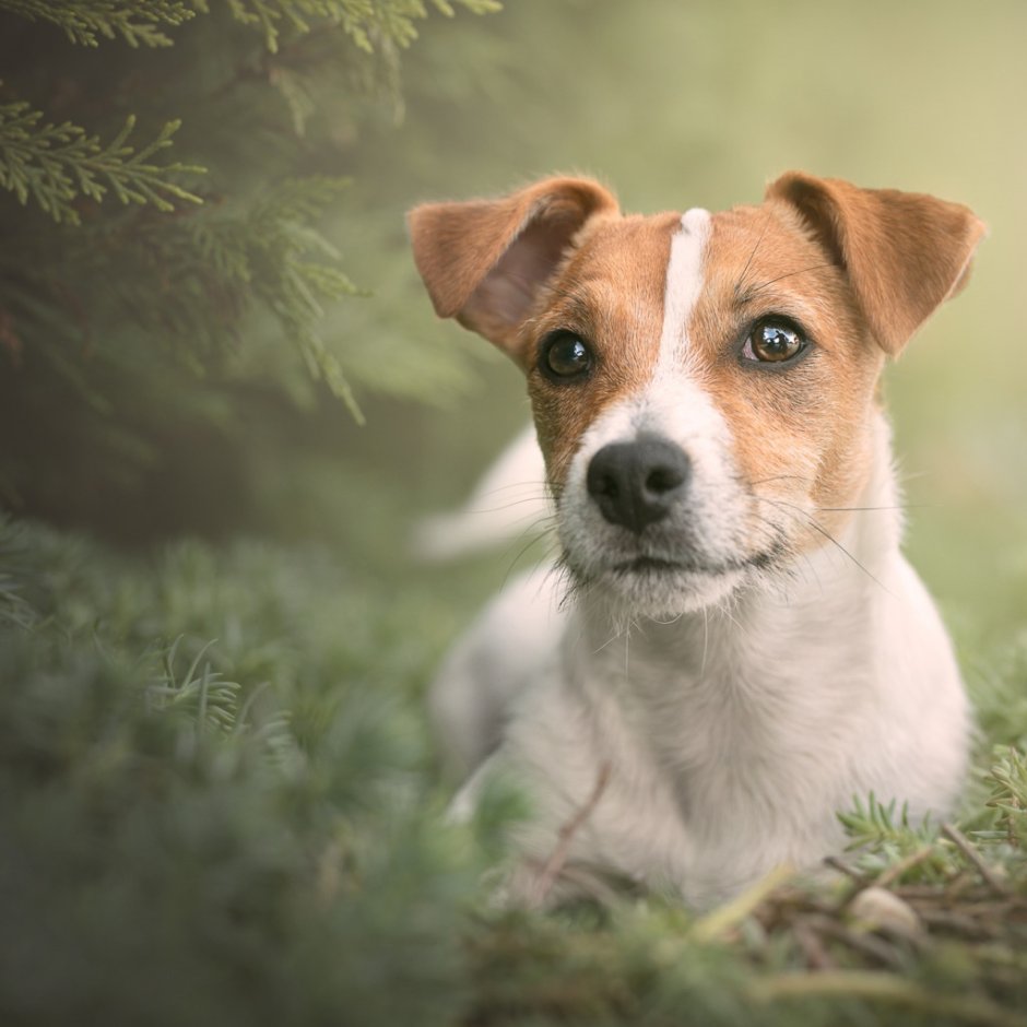 Джек-Рассел-терьер коротколапый