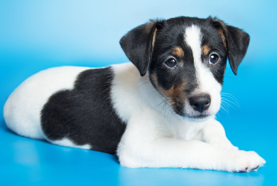 Щенок Рассел терьера