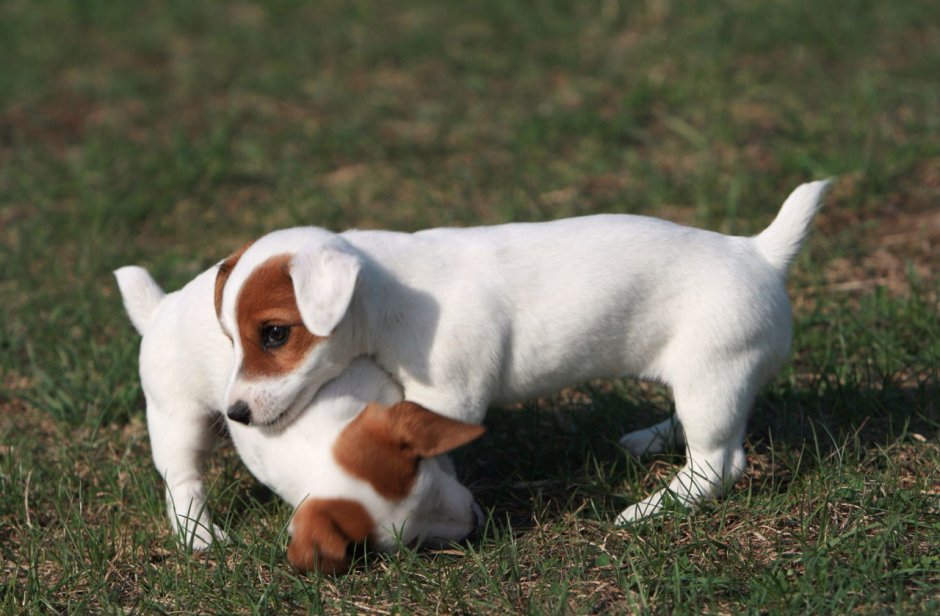 Джек Рассел терьер чер