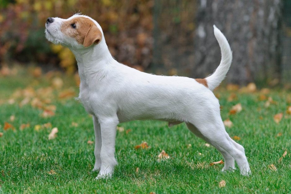 Порода Джек Рассел терьер